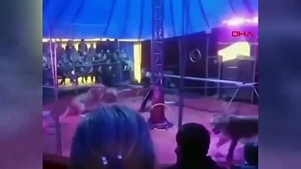 Korku dolu anlar! Kaplan sirkte eğitmenine saldırdı