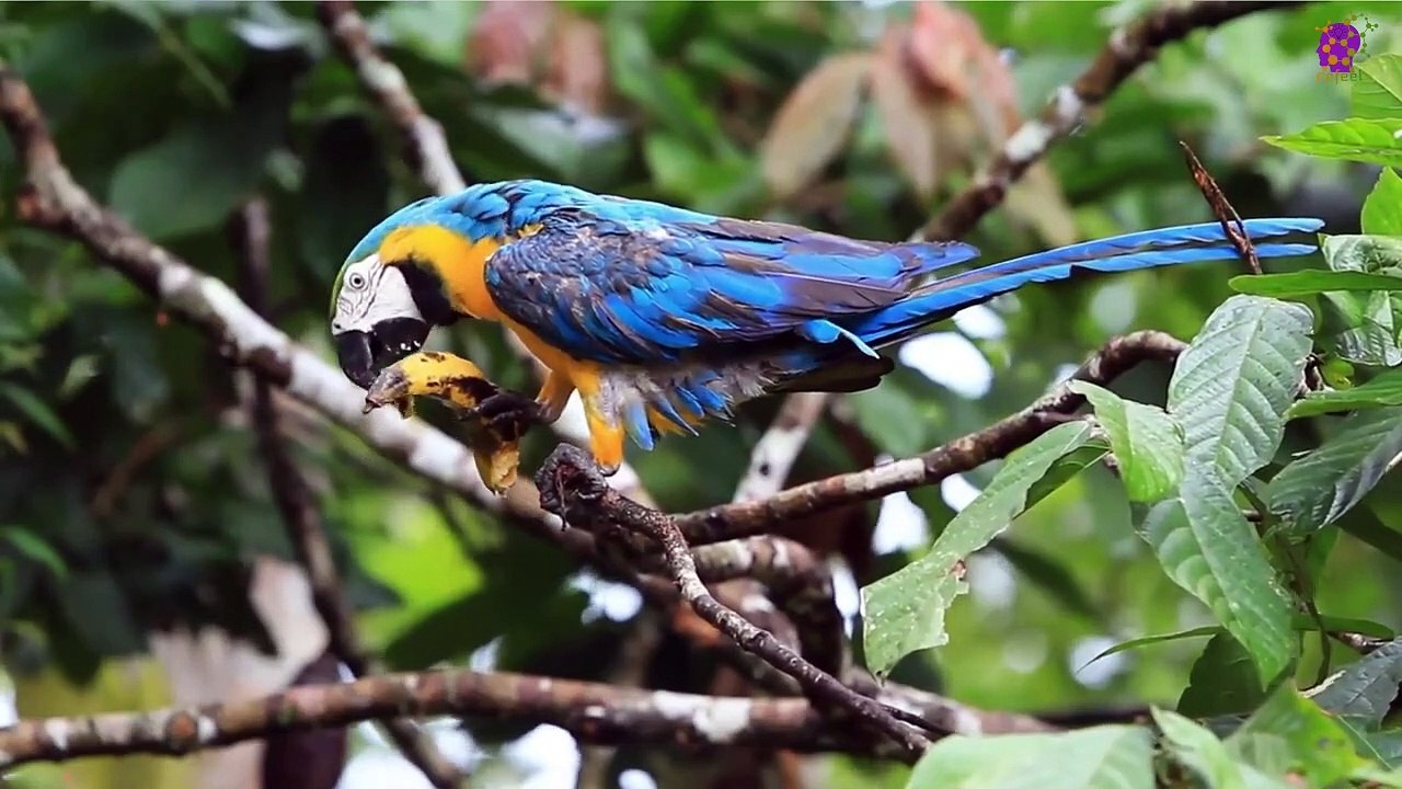 15 Minute Deep Healing Music | Birds | Calming | Soothing | Relaxing | Meditation | Positive Energy | Peaceful | Anti-Depression | Instrumental |  Slow | Sleep | Study