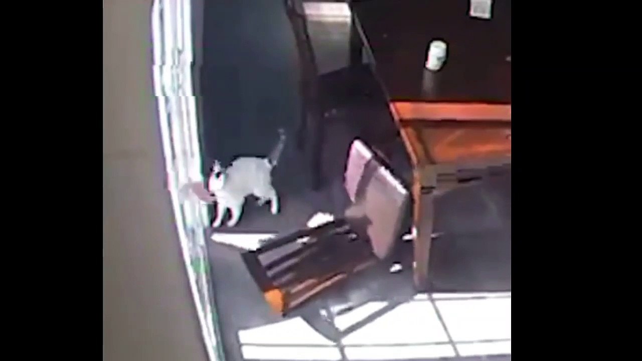 Funny  Cute Animals cctv