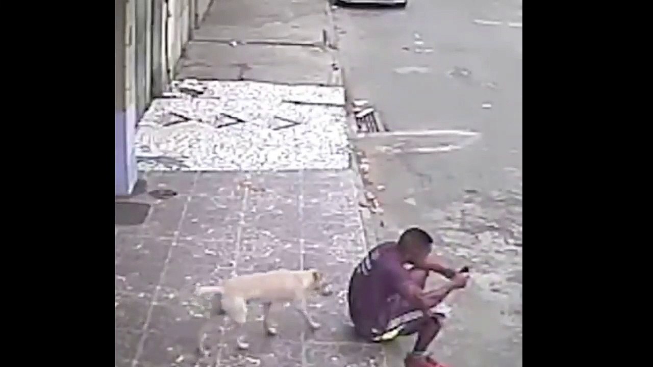 Funny Animals cctv1