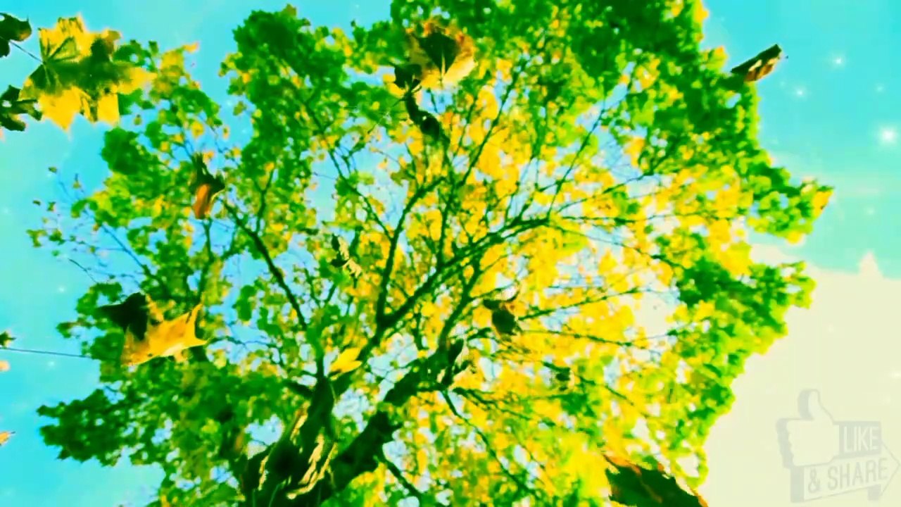 Yellow tree plant and leaves Nature Video with 4k Ultra Hd | green Tree leaves with 4k video