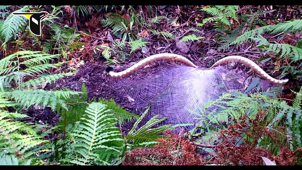 Un oiseau absolument magnifique fait sa parade nuptiale - Ménure (Lyrebird)