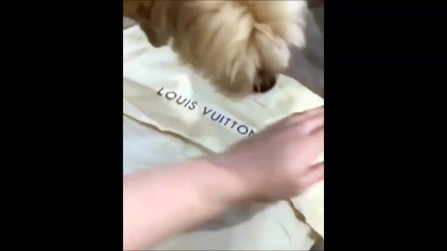 Ce chien déteste les sacs Louis Vuitton