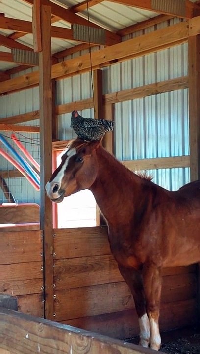 Belle amitié entre une poule et un cheval