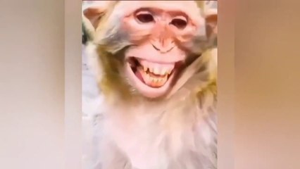 TOP 50 MOST POPULAR FUNNY ANİMAL VİDEOS!!! ( 720 X 1280 )