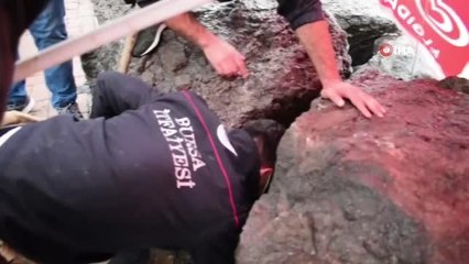Son dakika haberi | Kedi ihbarı alan ekipler, kayayı keserek yavru kediyi annesine teslim etti