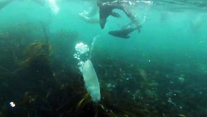 Wonderful animals freely