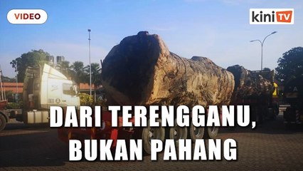 'Lori angkut balak luar biasa dari Terengganu, bukan Pahang' - JPNP