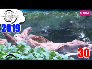 Camera Cận Cảnh 2019 - Tập 30: Ám ảnh xác heo trên kênh rạch