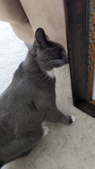 Cat Tries to Eat Realistic Ladybug Painting