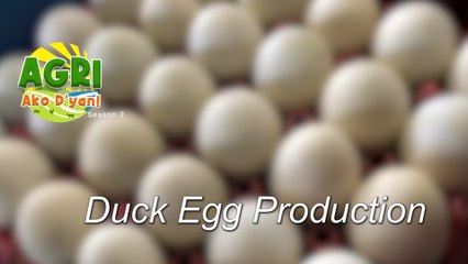 “DUCK EGG PRODUCTION” Ep.42 AGRI Ako D’yan