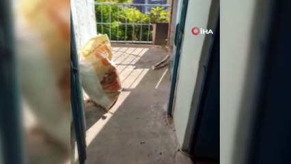 İstanbul’da hint keneviri operasyonu: Merdiven altında 13 kök ele geçirildi