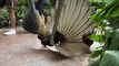 Female Pheasant Not Impressed by Mating Dance