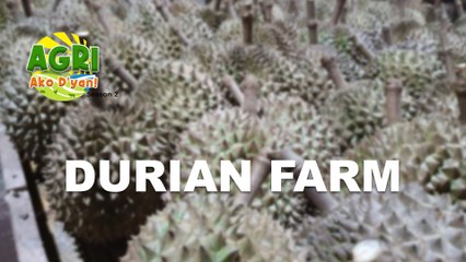 “DURIAN FARM” Ep.43 AGRI Ako D’yan