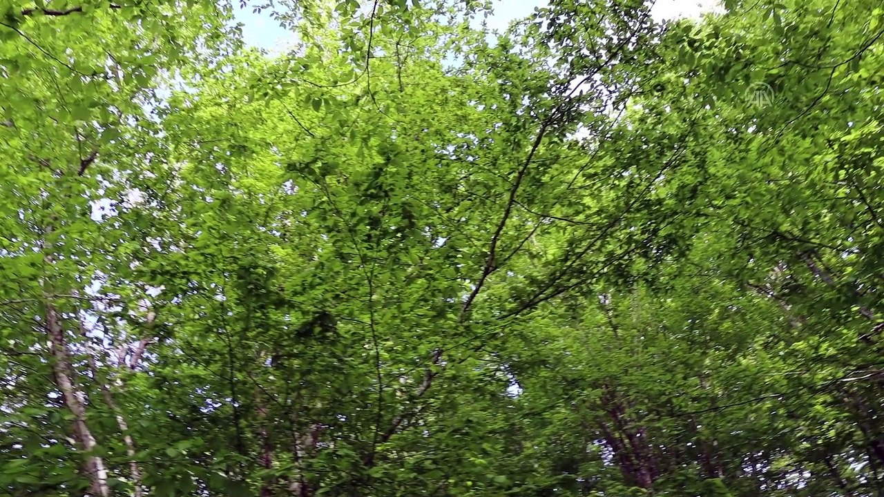 KIRKLARELİ - Istranca ormanları ziyaretçilerine görsel şölen sunuyor