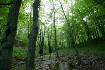 Istranca ormanları ziyaretçilerine görsel şölen sunuyor