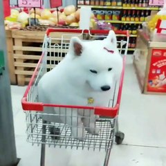 Cute  Cute baby animals Videos Compilation cute moment of the animals #9