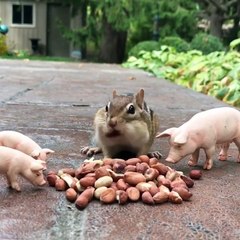 Cute baby animals Videos Compilation cute moment of the animals #14