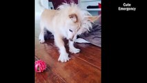 Chinese Crested Funny Videos Compilation | Best Barking & Playing Moments - Cute Emergency