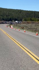 Bear Cub Plays With Traffic Cone