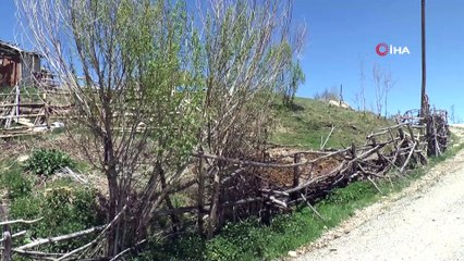 Veteriner hekimler suni tohumlama için seferber oldu