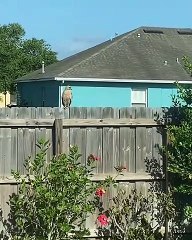 Protective Mockingbird Pesters Hawk Into Flying Away