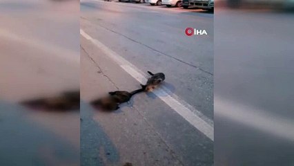 Ölmek üzere olan yaralı kedinin başında bekledi