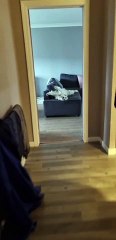 Golden Retriever Wakes up with Glorious Smile