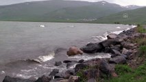ARDAHAN - Etkili olan şiddetli rüzgar Çıldır Gölü'nde dalgalar oluşturdu