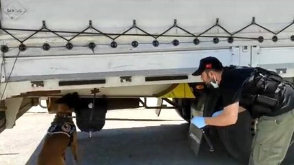 Tır dorsesindeki uyuşturucu zulasını hassas burun patlattı