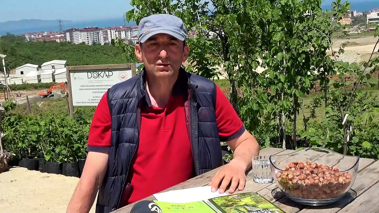 ORDU - Karadeniz'de iyileştirme çalışması yapılan fındık bahçelerinde verim yüzde 57 arttı