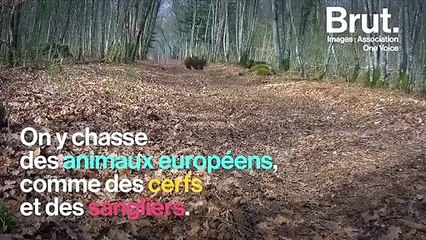 La chasse en enclos, une pratique qui existe aussi en France