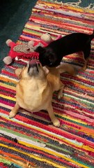 Doggy Scratches Best Friends Back