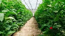‘Più impresa’, sostegno per giovani in agricoltura