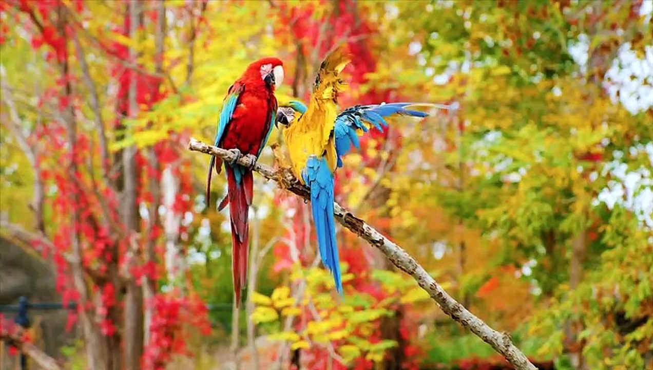 Stunning Colorful HD Video 4k Music Mix & Amazing Beautiful Nature Scenery The World We Live In