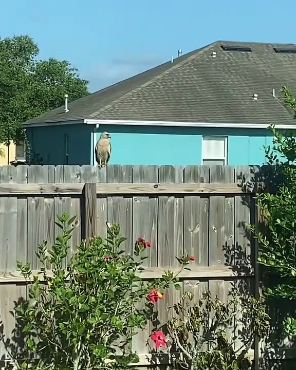 Protective Mockingbird Pesters Hawk Into Flying Away