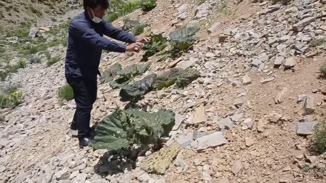 Popülasyonu artan çekirgeler çiftçileri tedirgin ediyor