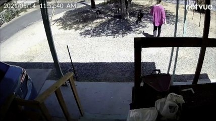 Woman Attacked by Escaped Dog in Her Own Front Yard