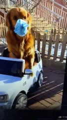 Smart and Obedient DOG  Funny DOGS Videos 