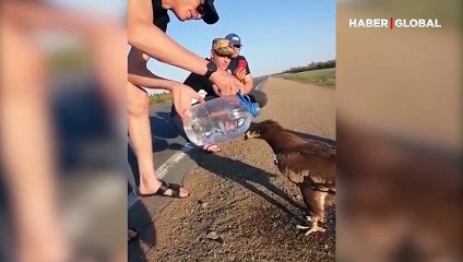 Susayan kartal insanların elinden kana kana su içti