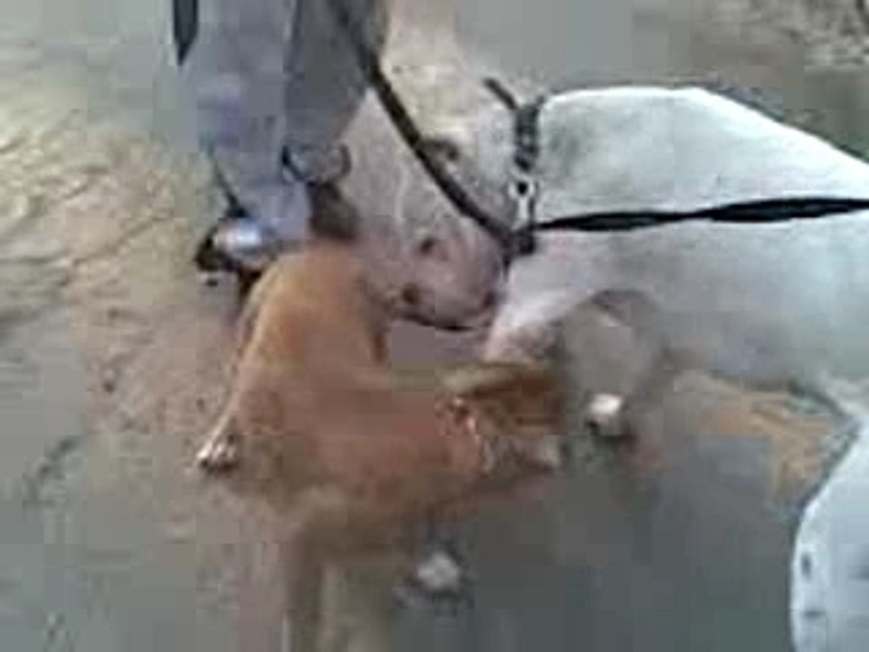 Rony et dogo