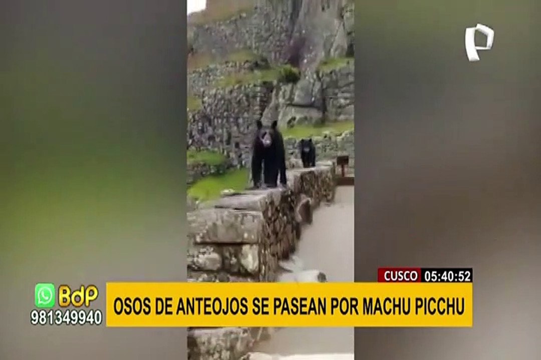 Osos de anteojos son captados paseando en ciudadela de Machu Picchu
