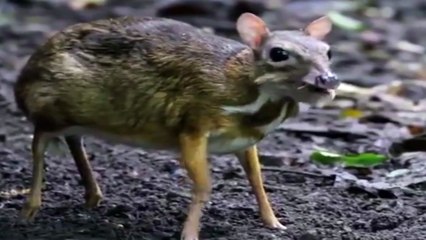 Nadiren görülen hayvan türlerinden biri olan fare geyiği!