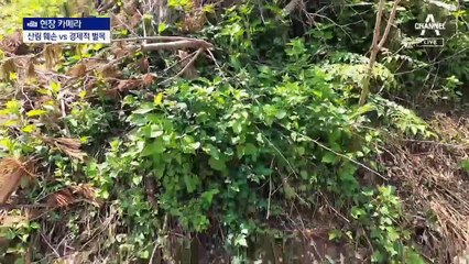 [현장 카메라]30년간 30억 그루 벌목…주민들 산사태 우려