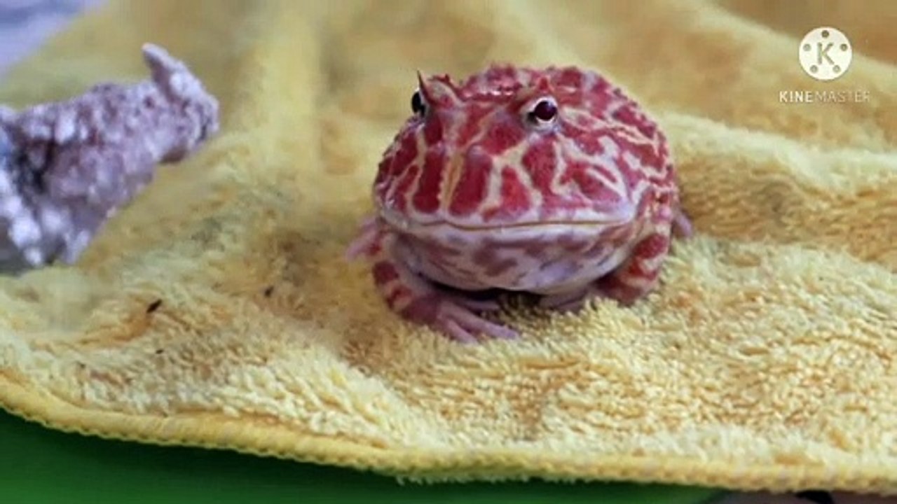 frog eating food very fast