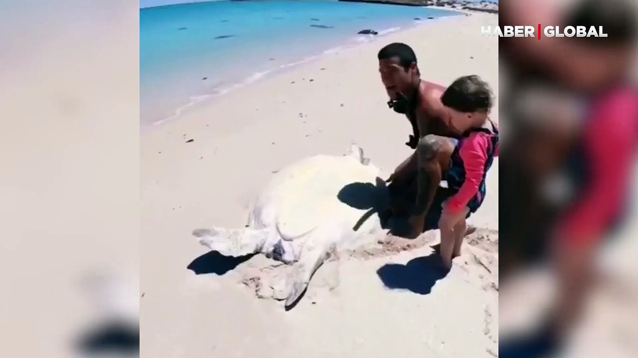 Kuma saplanan deniz kaplumbağasının hayatını böyle kurtardılar