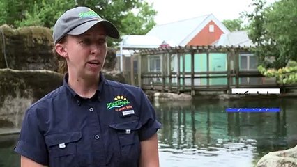 في فلوريدا... ارتفاع مقلق في معدل نفوق أبقار البحر