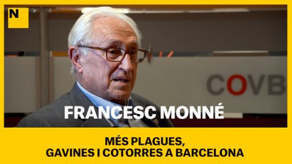 ENTREVISTA A FRANCESC MONNÉ | Més plagues: Gavines i cotorres a Barcelona