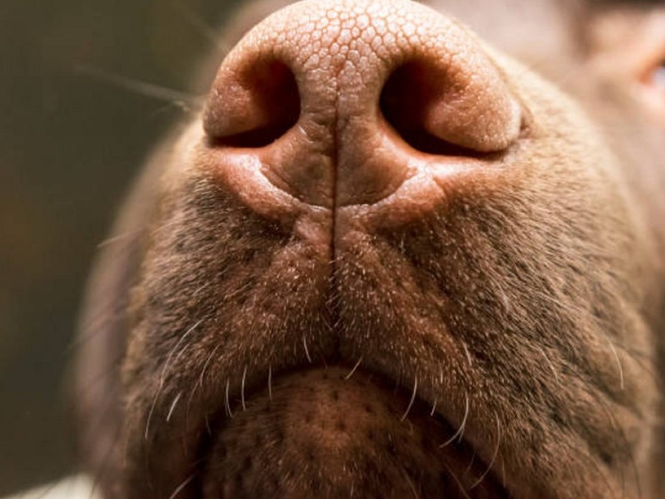 Neue Studie: Hunde können Corona-Infizierte erschnüffeln