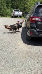 Turkeys Peck at Parked Car